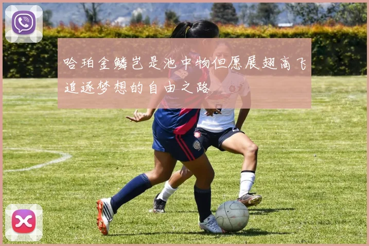哈珀金鳞岂是池中物但愿展翅高飞追逐梦想的自由之路